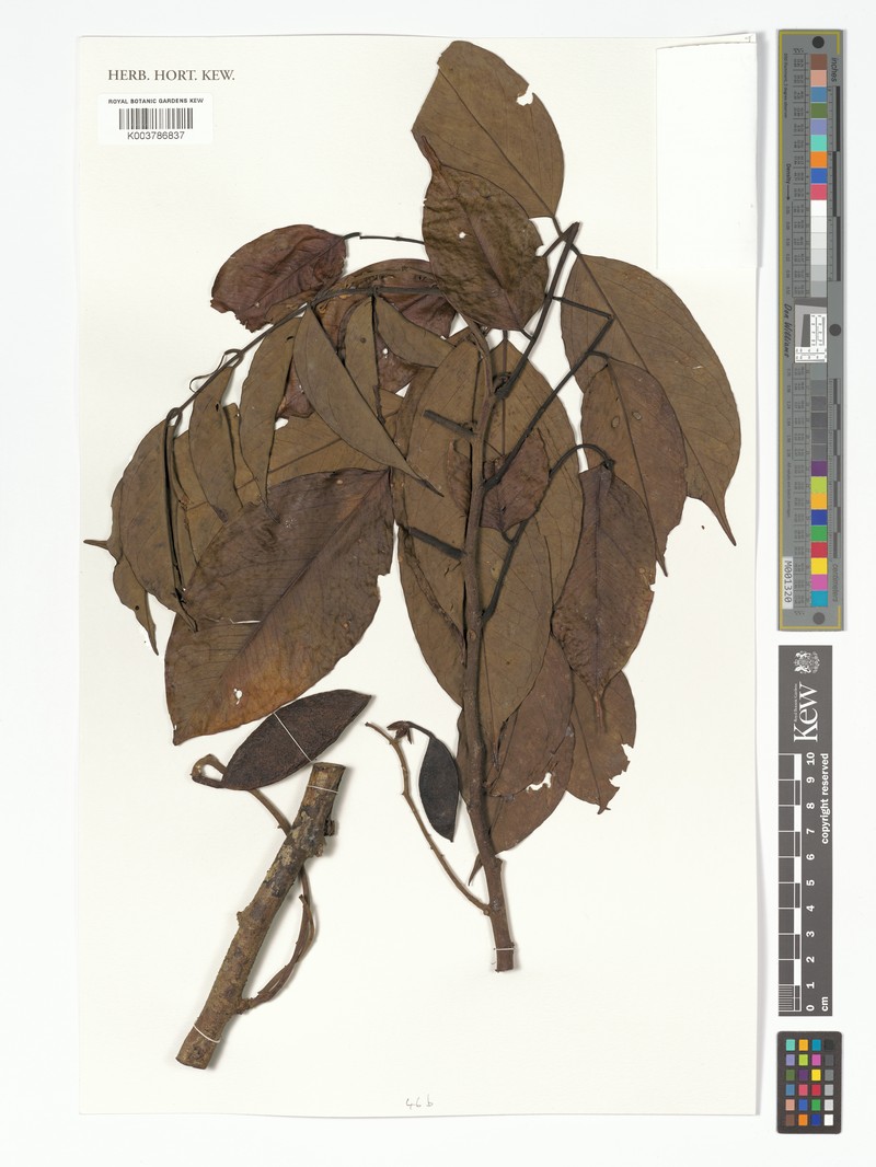 Swartzia schomburgkii var. schomburgkii photo 4