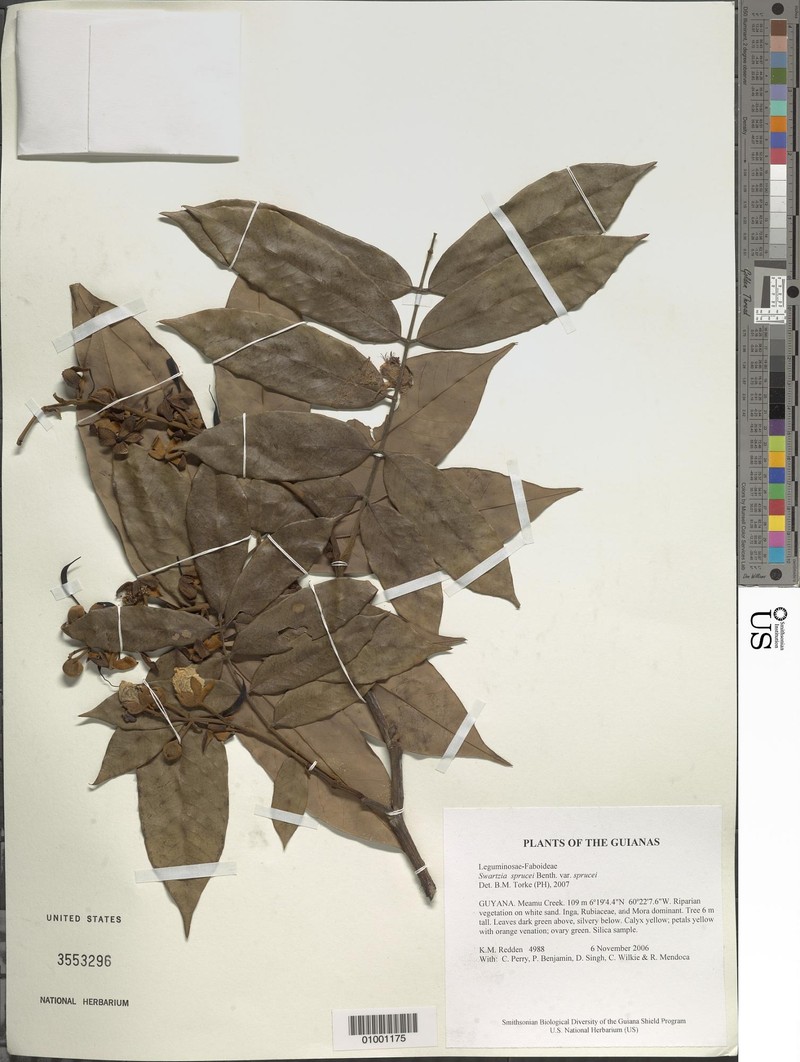Swartzia sprucei var. sprucei