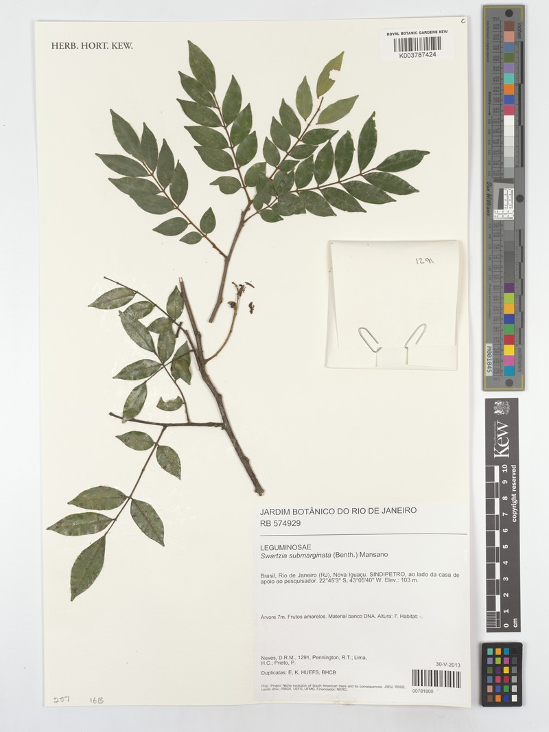 Swartzia submarginata var. submarginata