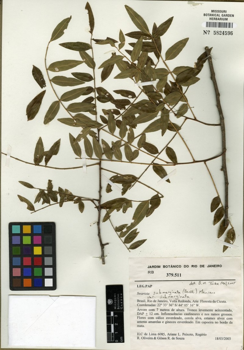 Swartzia submarginata var. submarginata photo 2