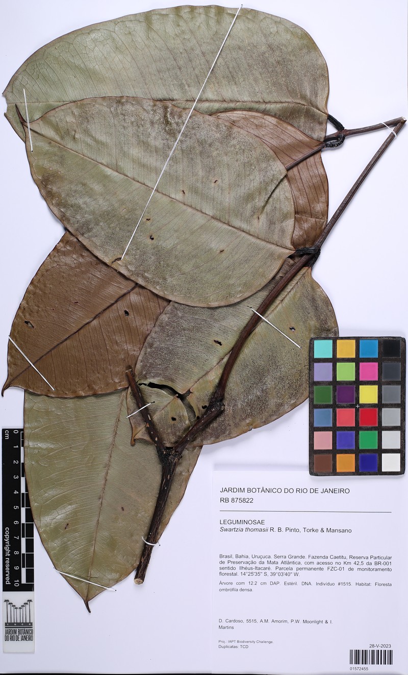 Swartzia thomasii
