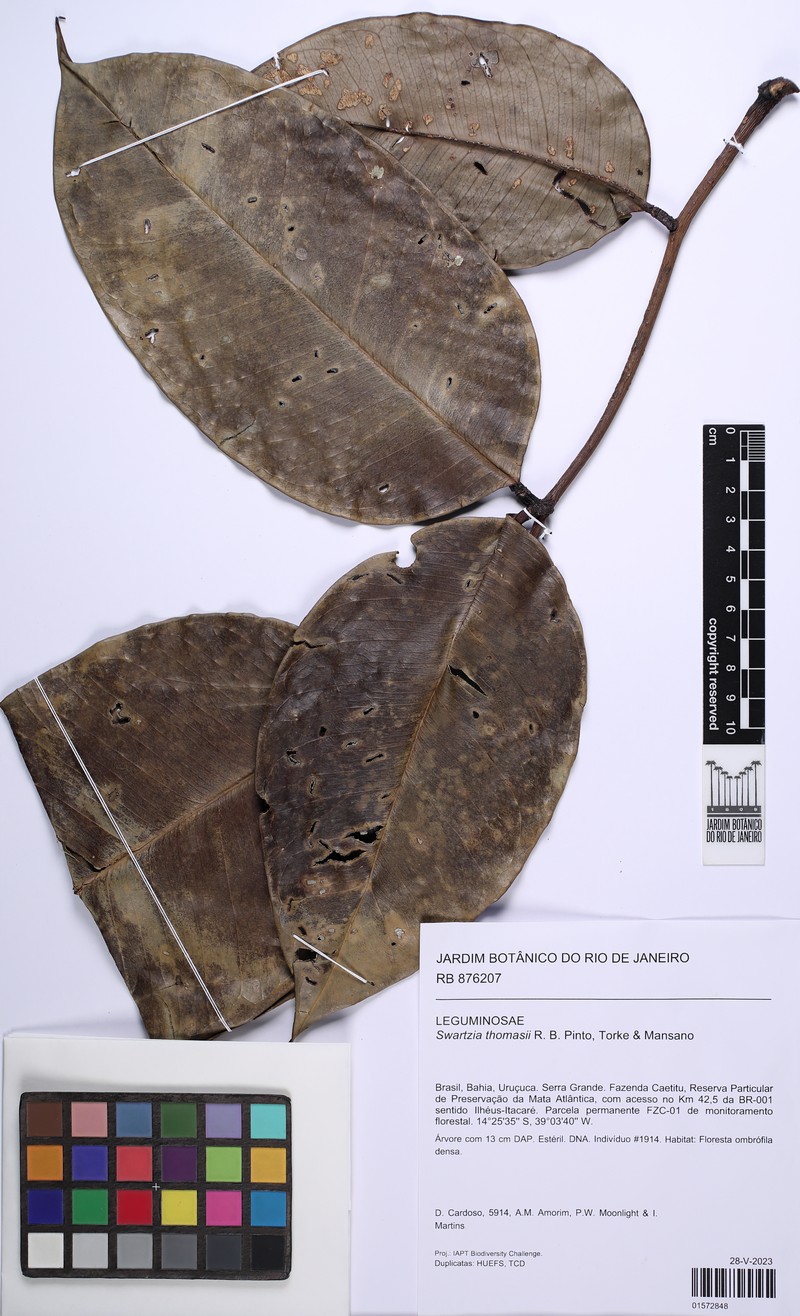 Swartzia thomasii photo 3