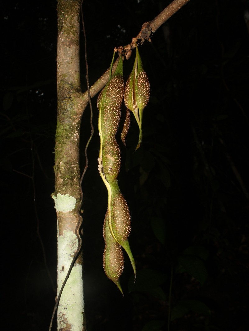 Swartzia zeledonensis