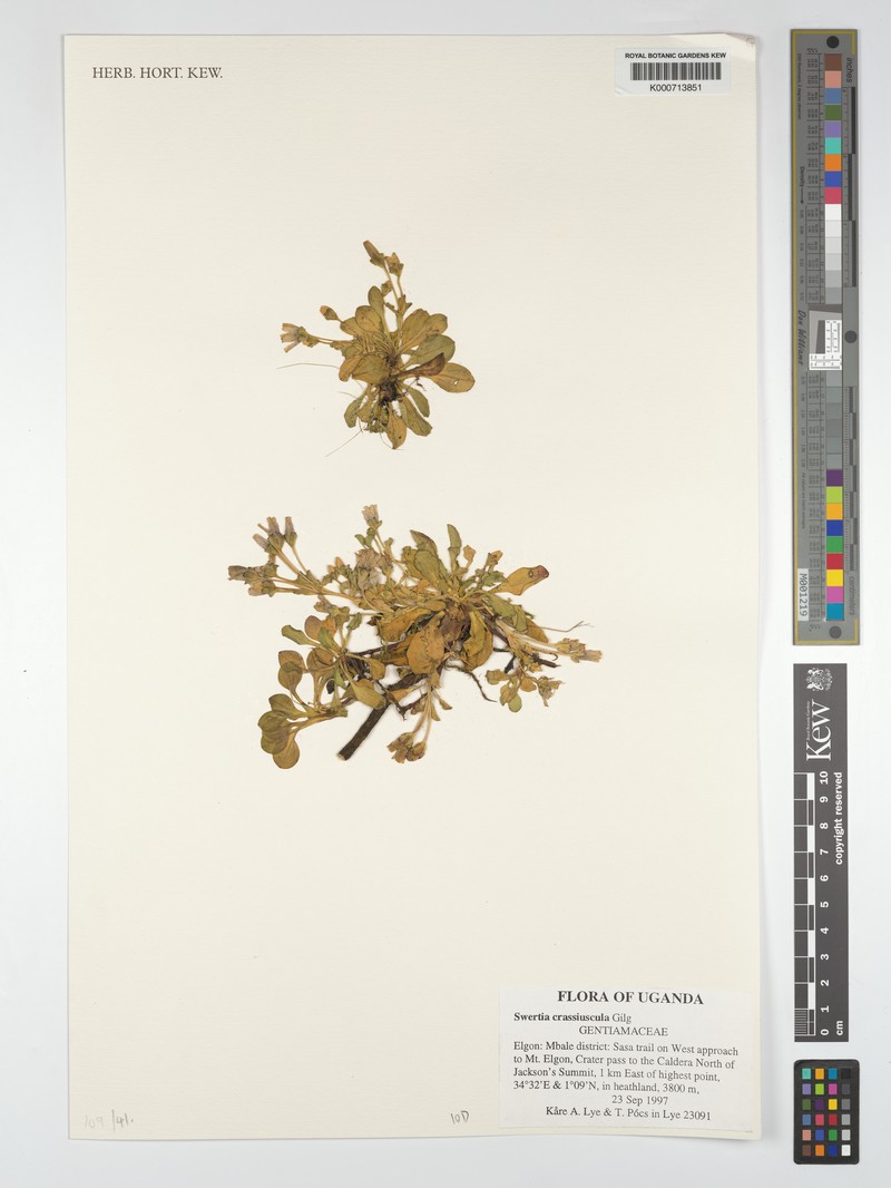 Swertia crassiuscula subsp. crassiuscula