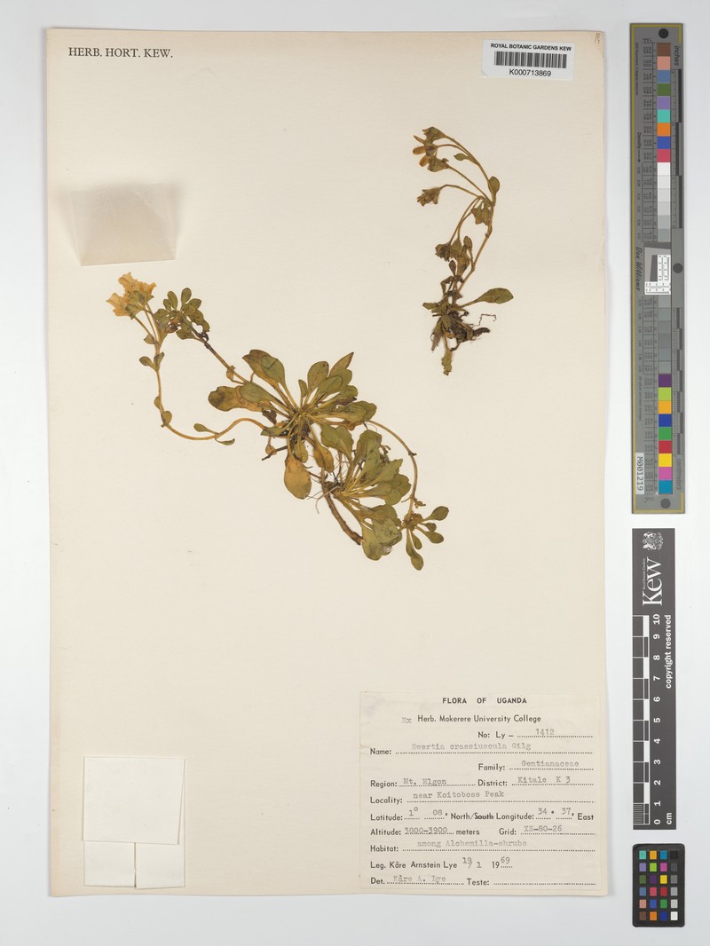 Swertia crassiuscula subsp. crassiuscula photo 2