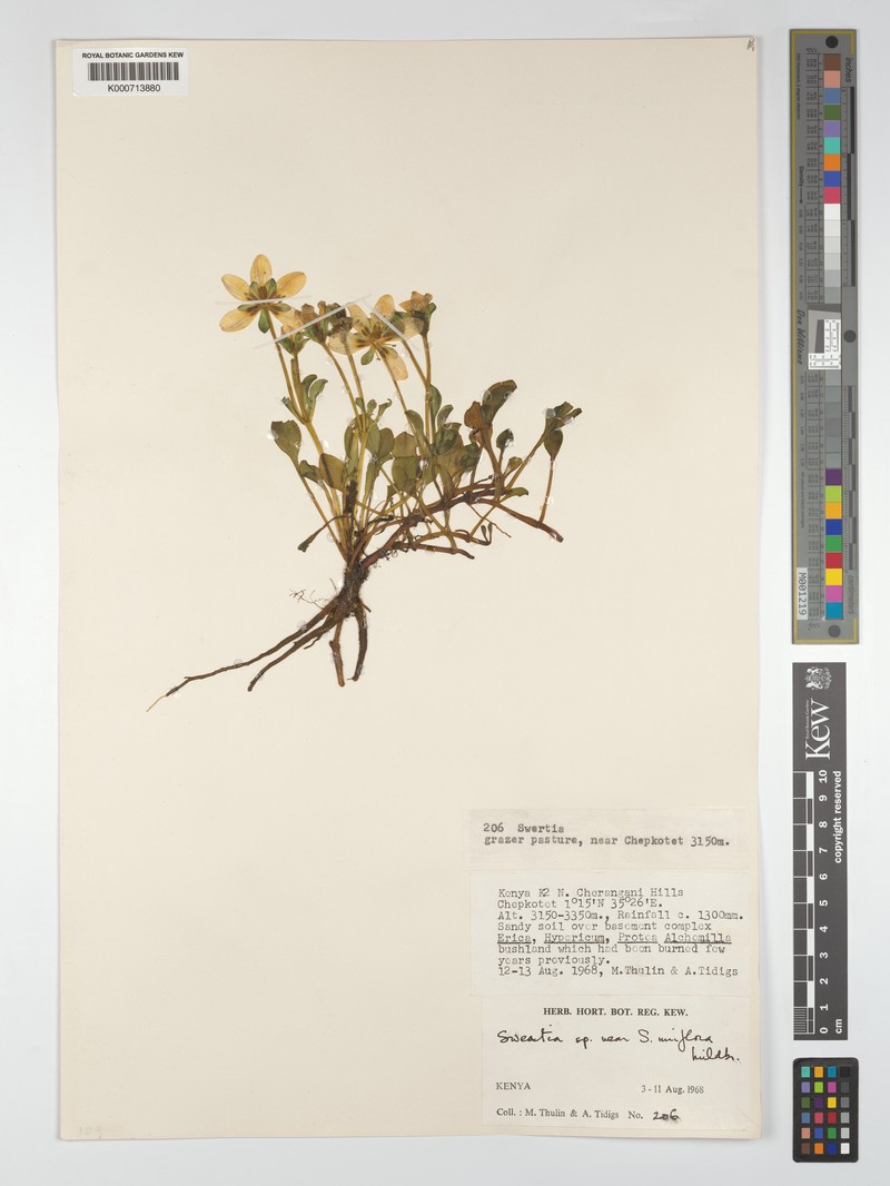 Swertia crassiuscula subsp. crassiuscula photo 3