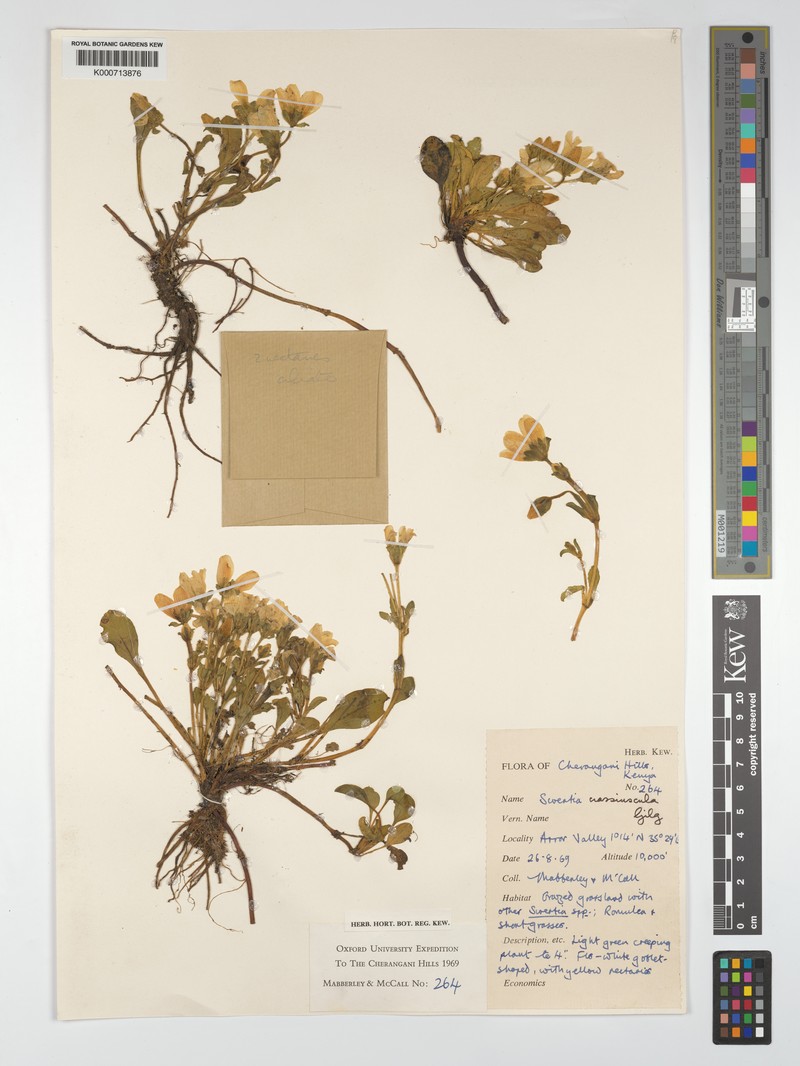 Swertia crassiuscula subsp. crassiuscula photo 4
