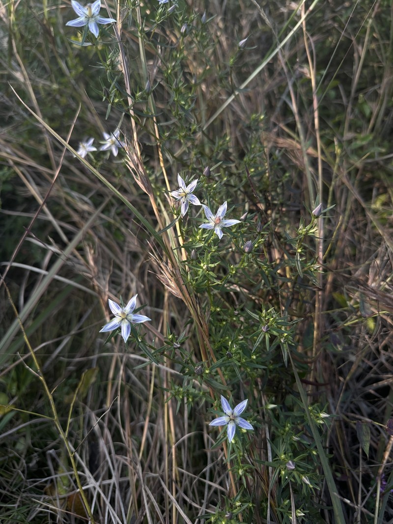 Swertia diluta var. diluta