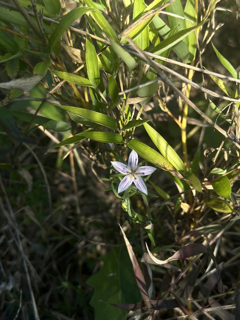 Swertia diluta var. diluta photo 2
