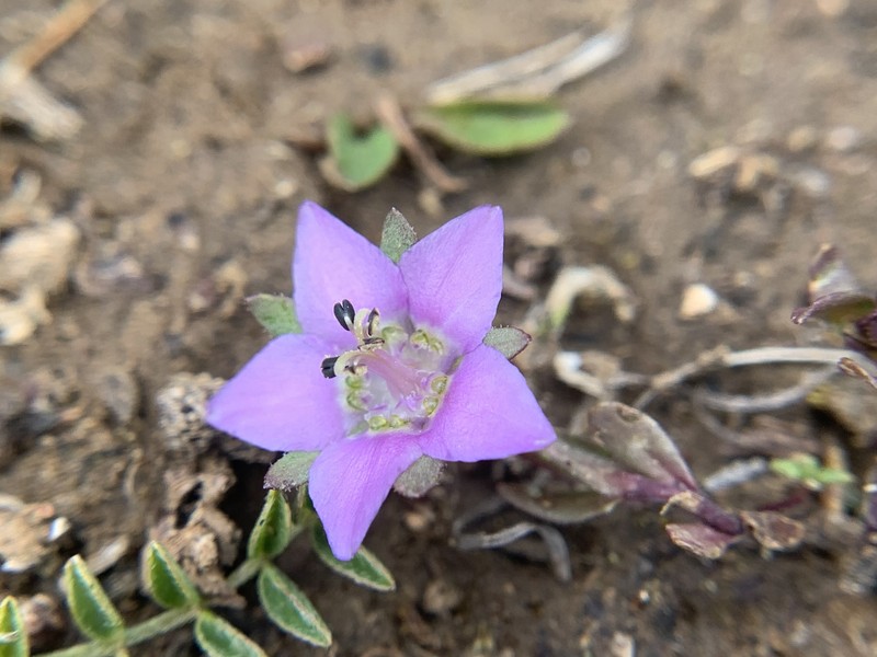 Swertia hispidicalyx var. hispidicalyx