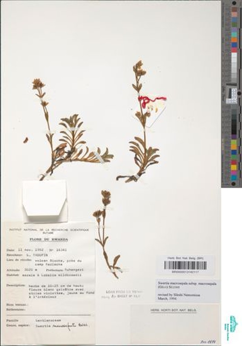 Swertia macrosepala subsp. macrosepala