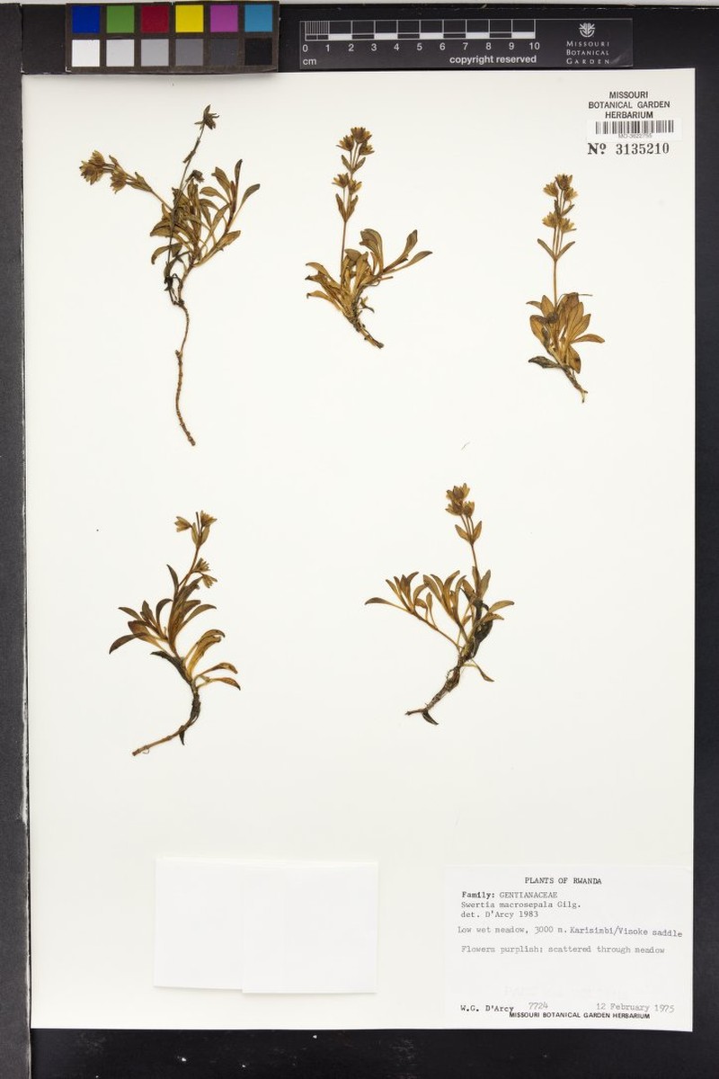 Swertia macrosepala subsp. macrosepala photo 2