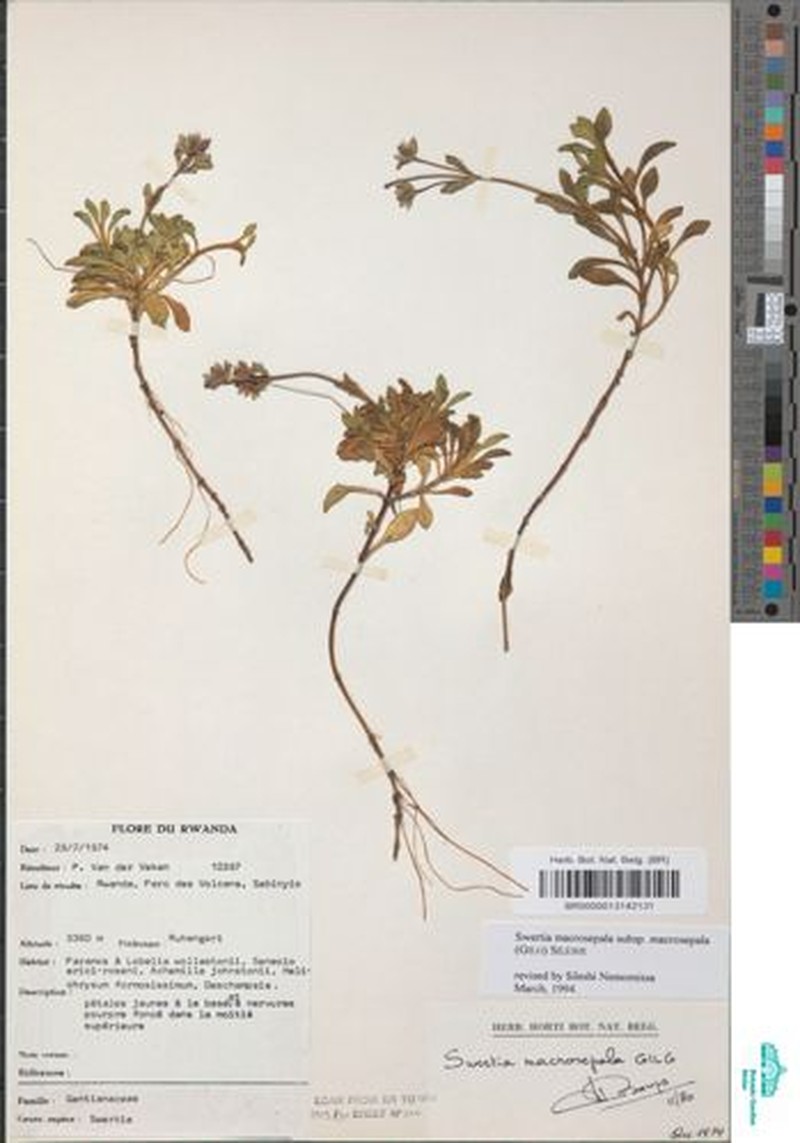 Swertia macrosepala subsp. macrosepala photo 3