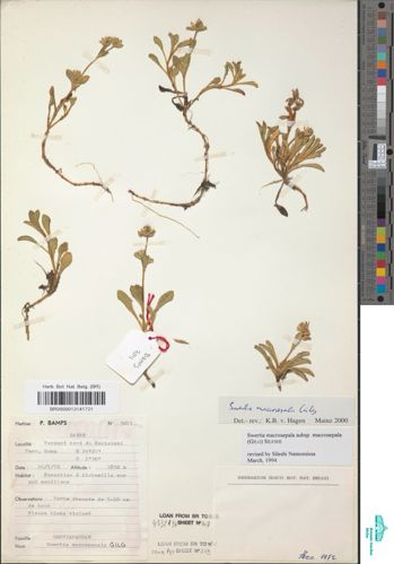 Swertia macrosepala subsp. macrosepala photo 4