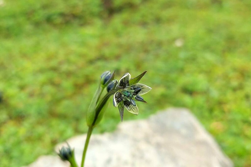 Swertia pahalgamensis