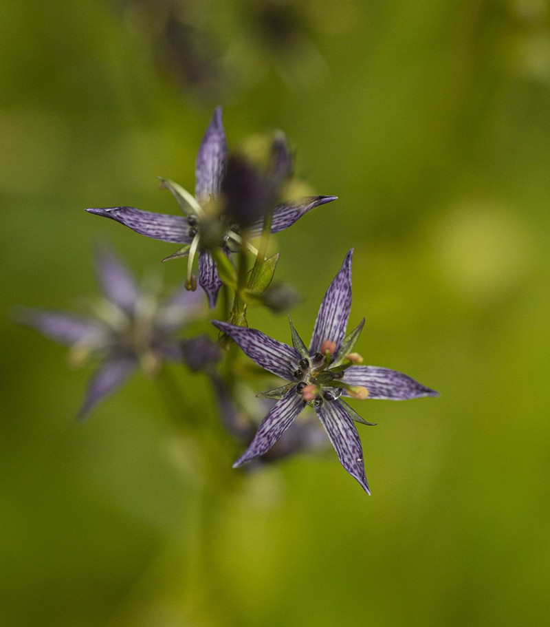 Felwort
