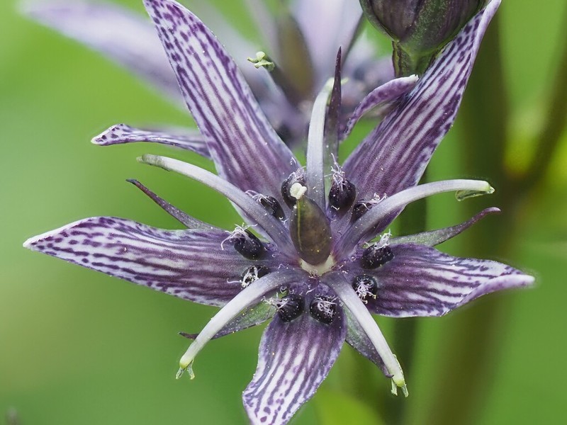 Felwort photo 2