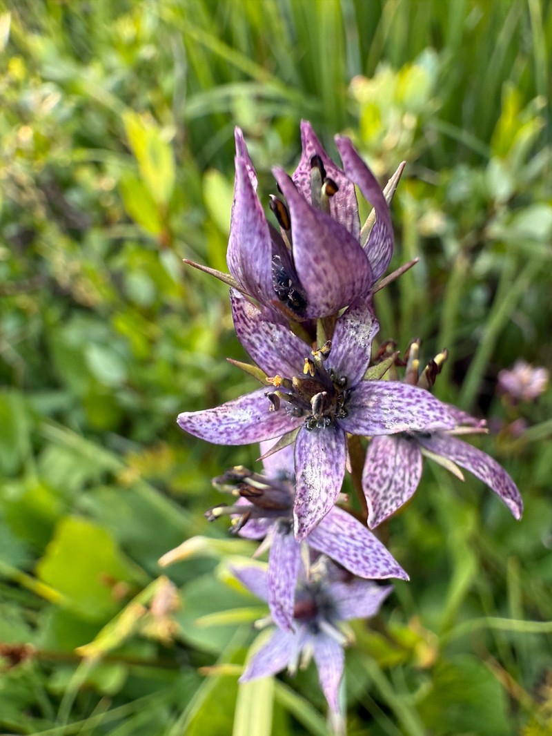 Felwort photo 3