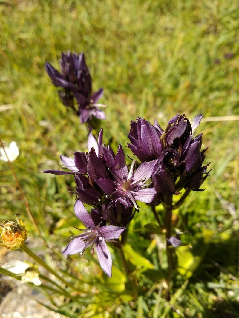 Felwort photo 4