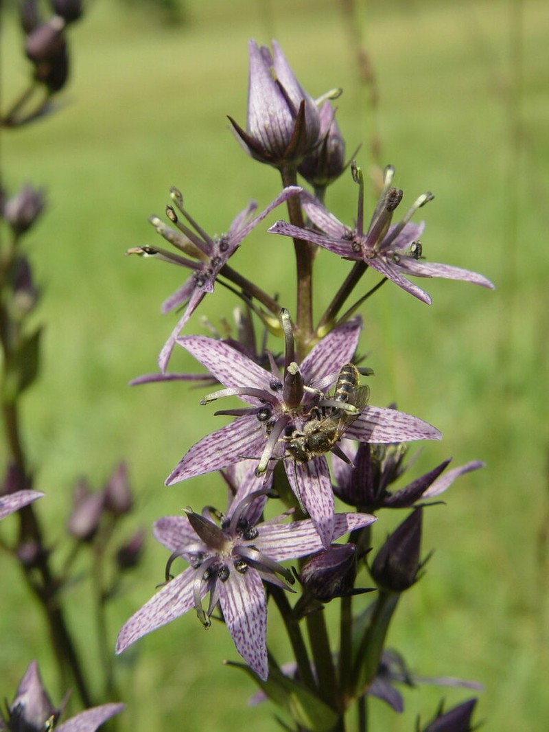 Felwort photo 5