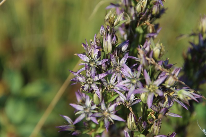 Felwort photo 6
