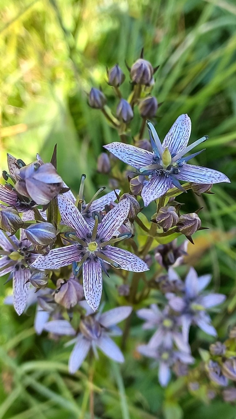 Felwort photo 7