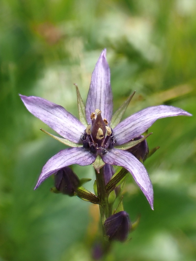 Felwort photo 8
