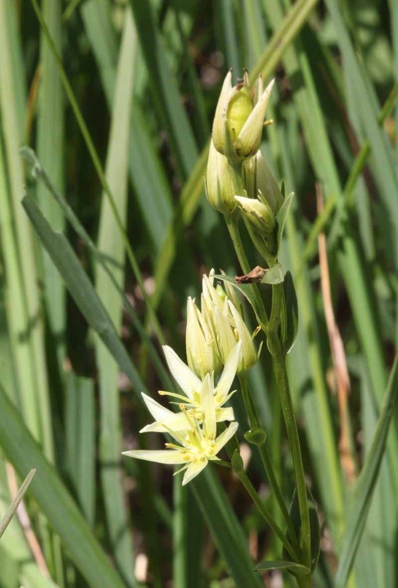 Felwort photo 5