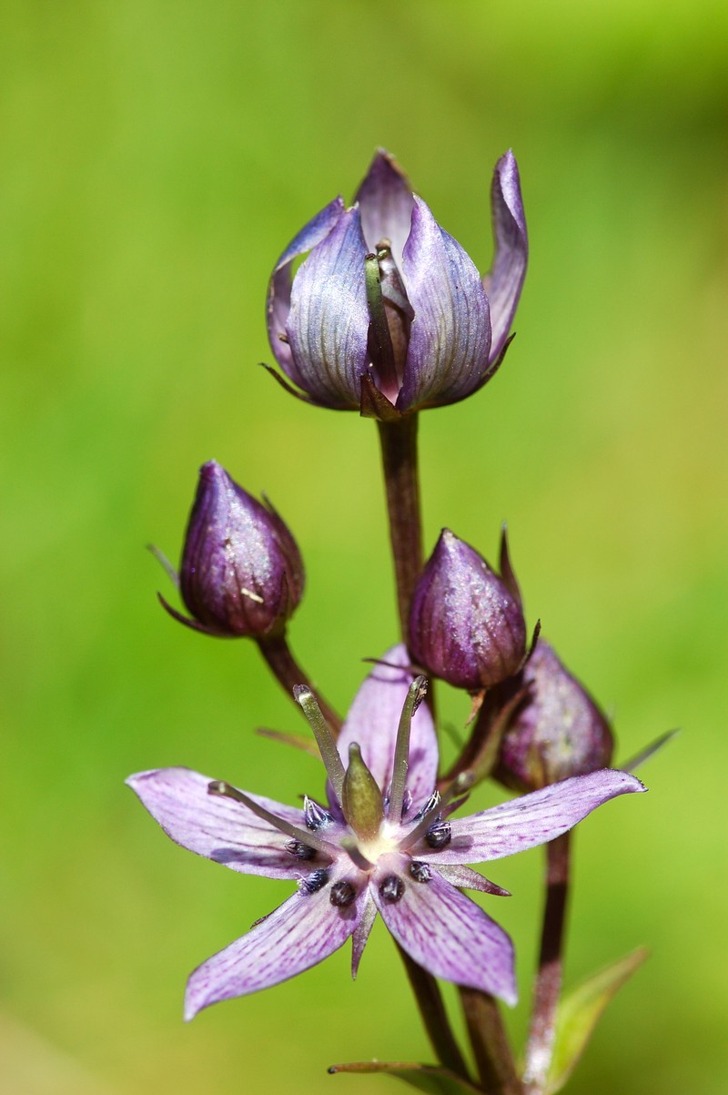 Felwort
