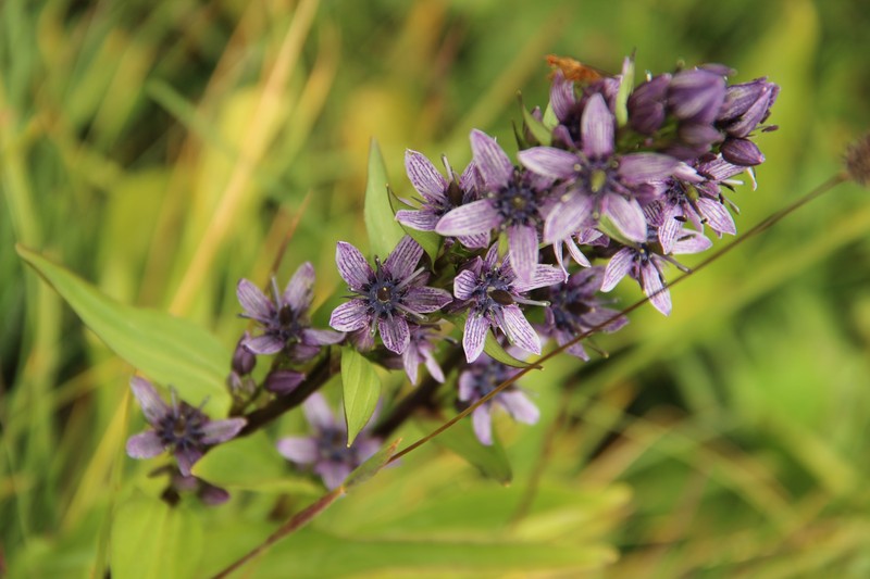 Felwort photo 2