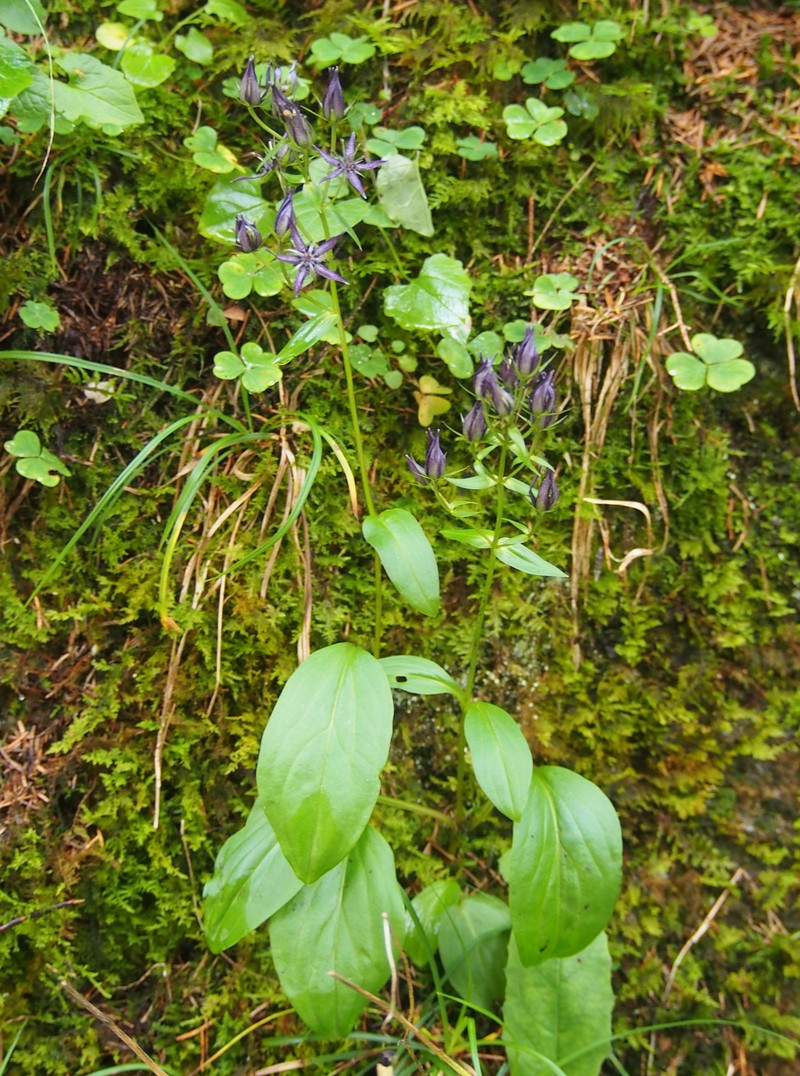 Felwort photo 3