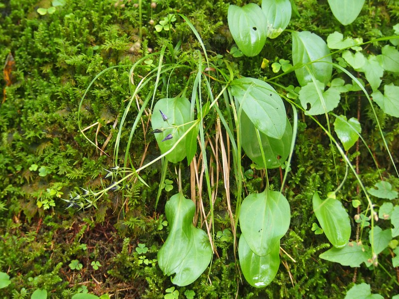 Felwort photo 4