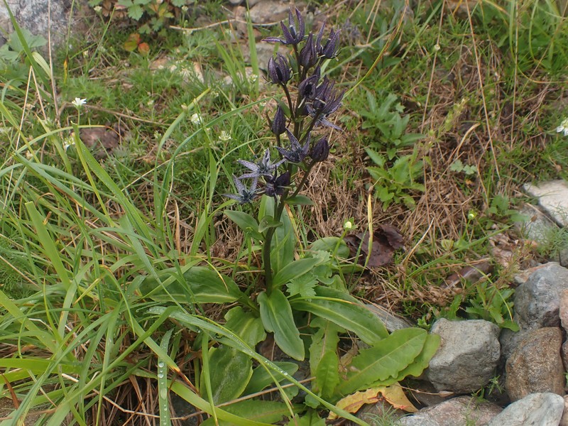 Swertia perennis var. cuspidata