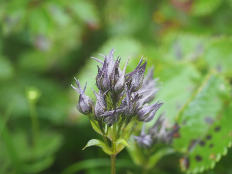 Swertia perennis var. cuspidata photo 2