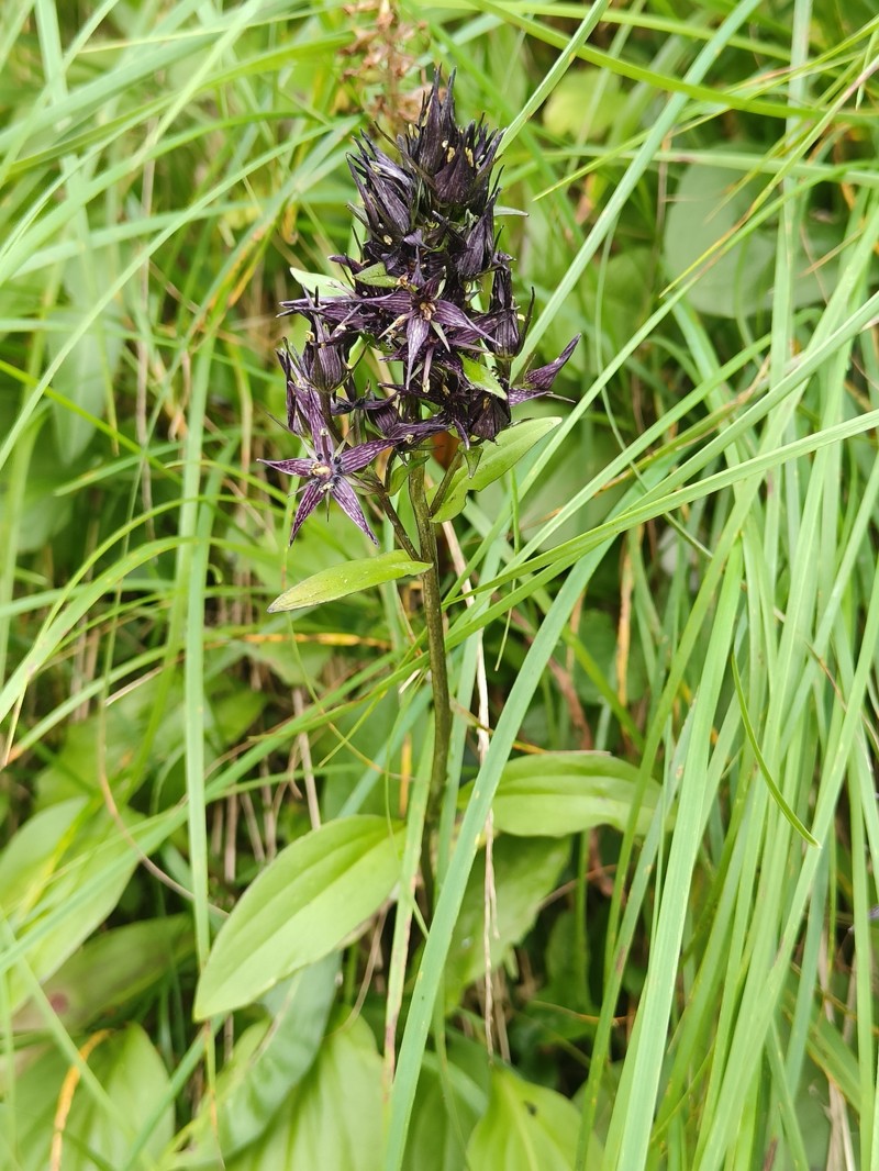 Swertia perennis var. perennis