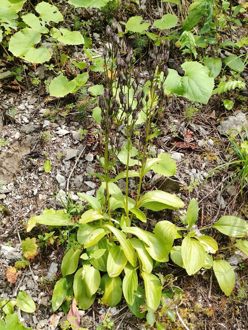 Swertia perennis var. perennis photo 2