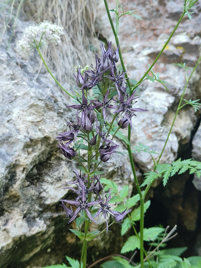 Swertia perennis var. perennis photo 3