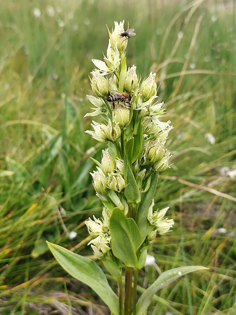 Swertia perennis var. perennis photo 4