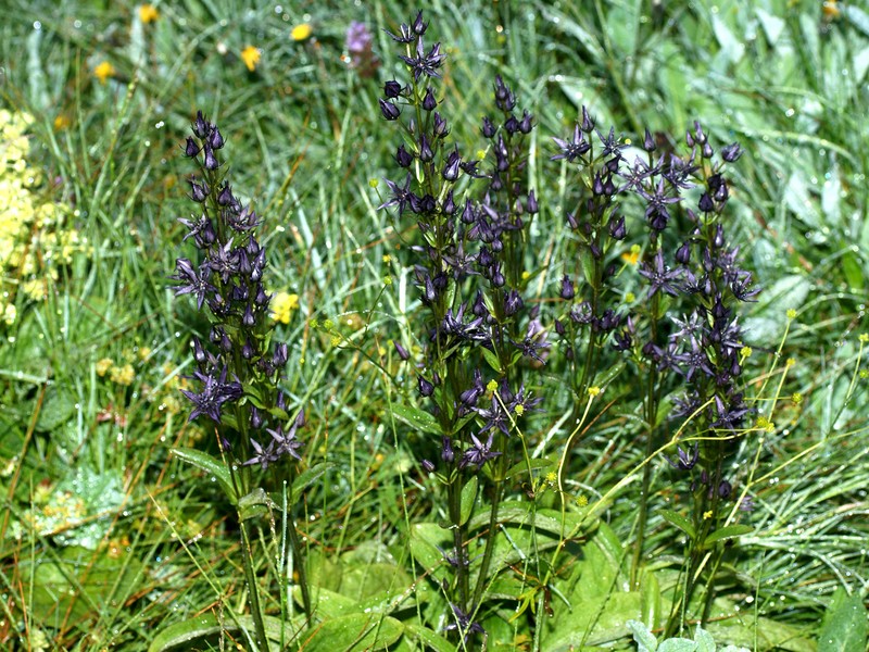 Swertia perennis var. perennis photo 5