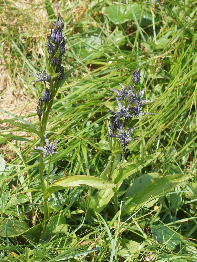 Swertia perennis var. perennis photo 6