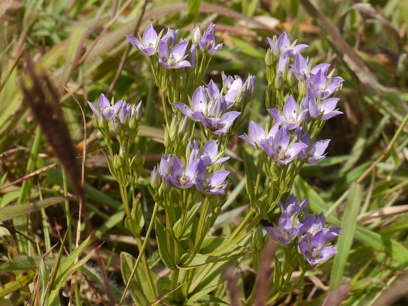 Swertia raveendrae