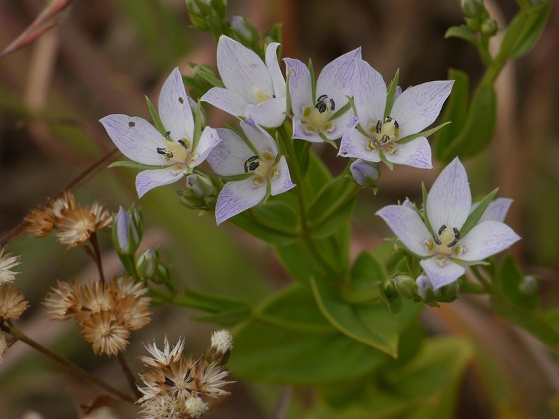 Swertia raveendrae photo 2