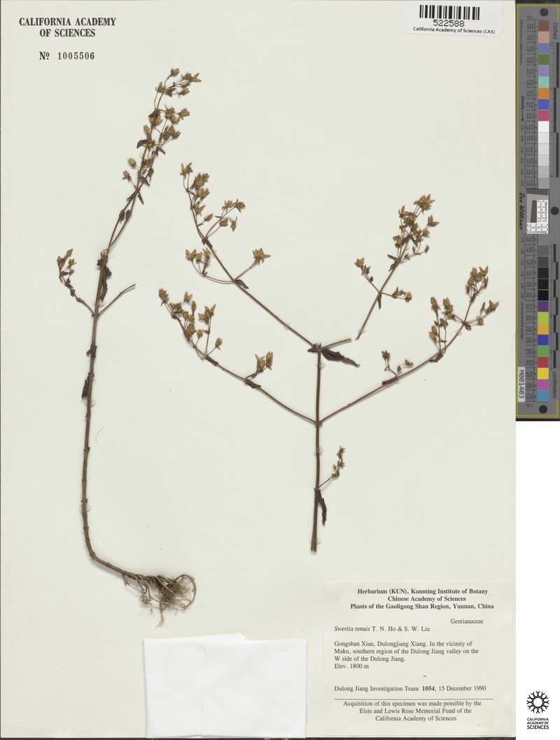 Swertia tenuis