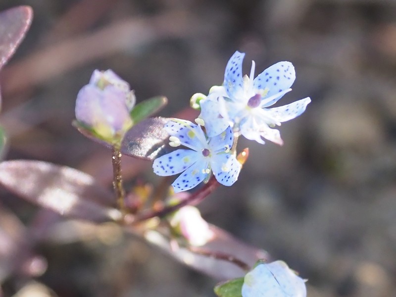 Swertia tetrapetala var. tetrapetala