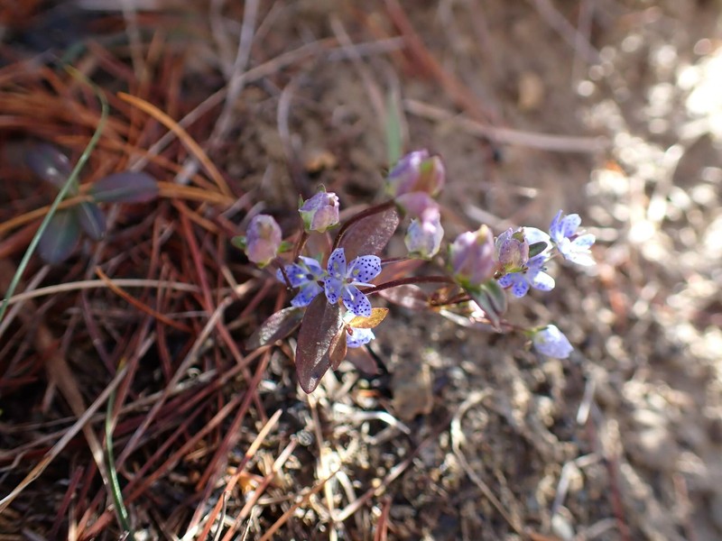 Swertia tetrapetala var. tetrapetala photo 2