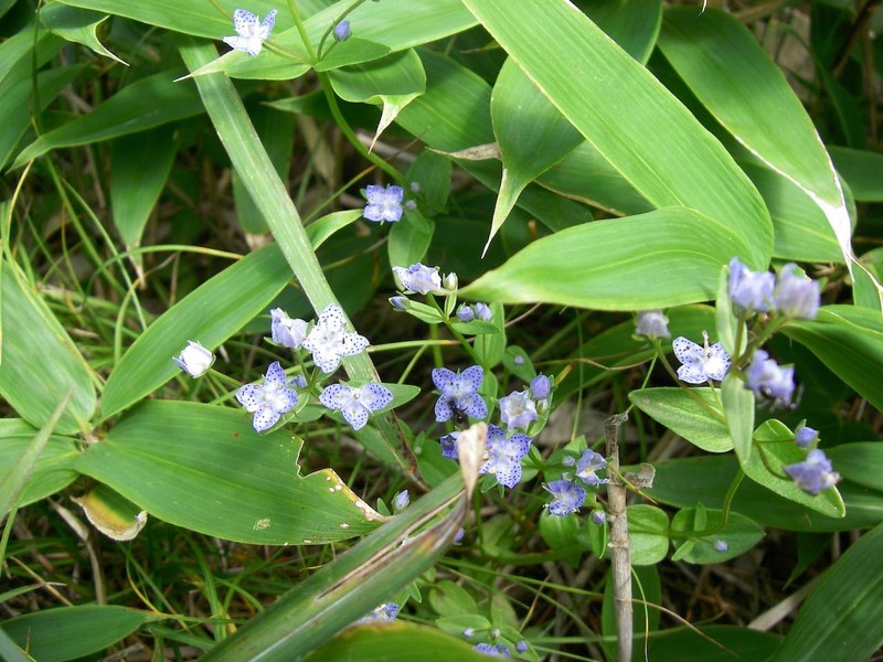 Swertia tetrapetala var. tetrapetala photo 3