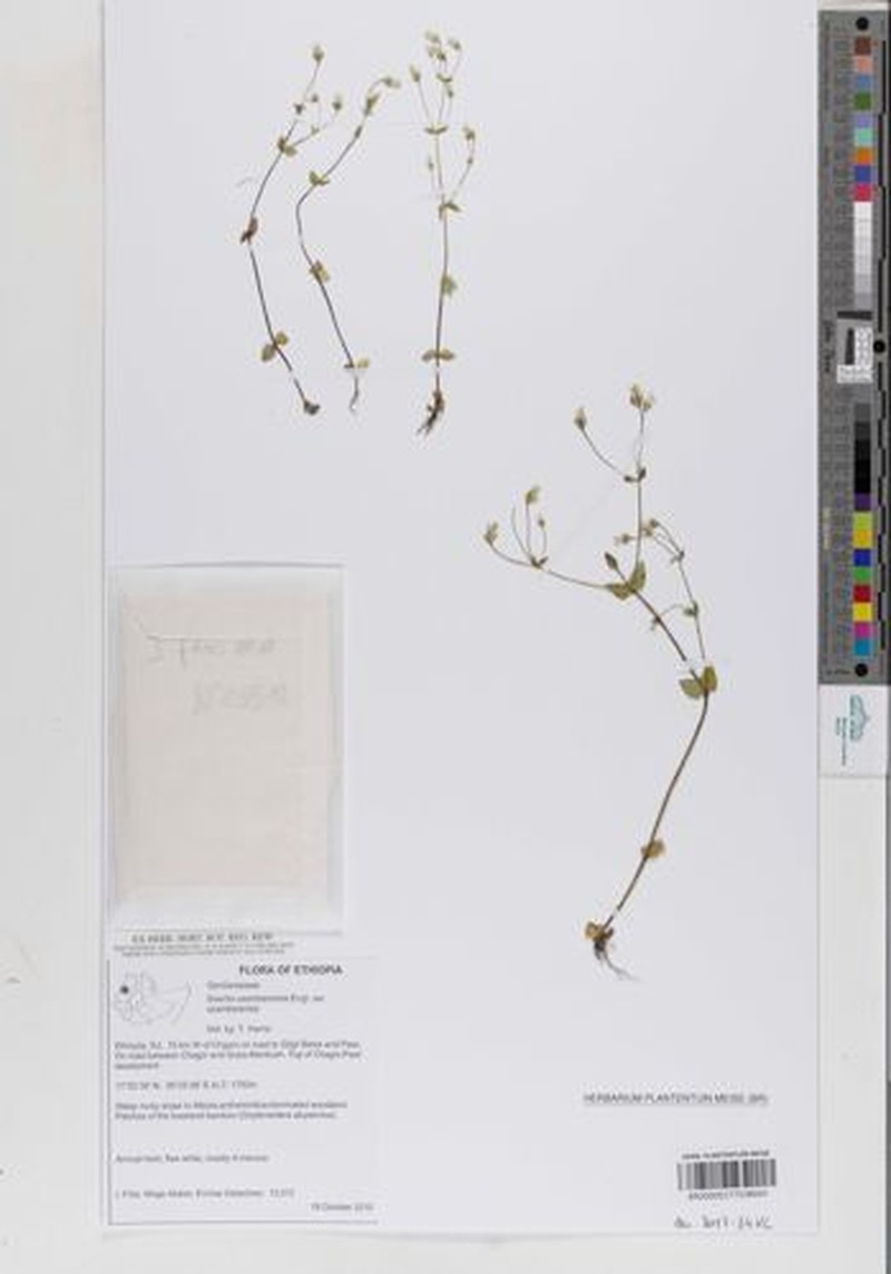 Swertia usambarensis var. usambarensis