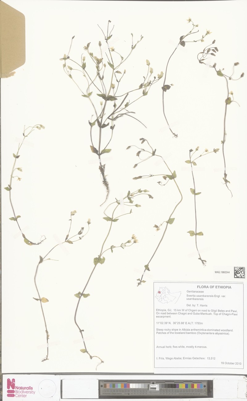 Swertia usambarensis var. usambarensis photo 2
