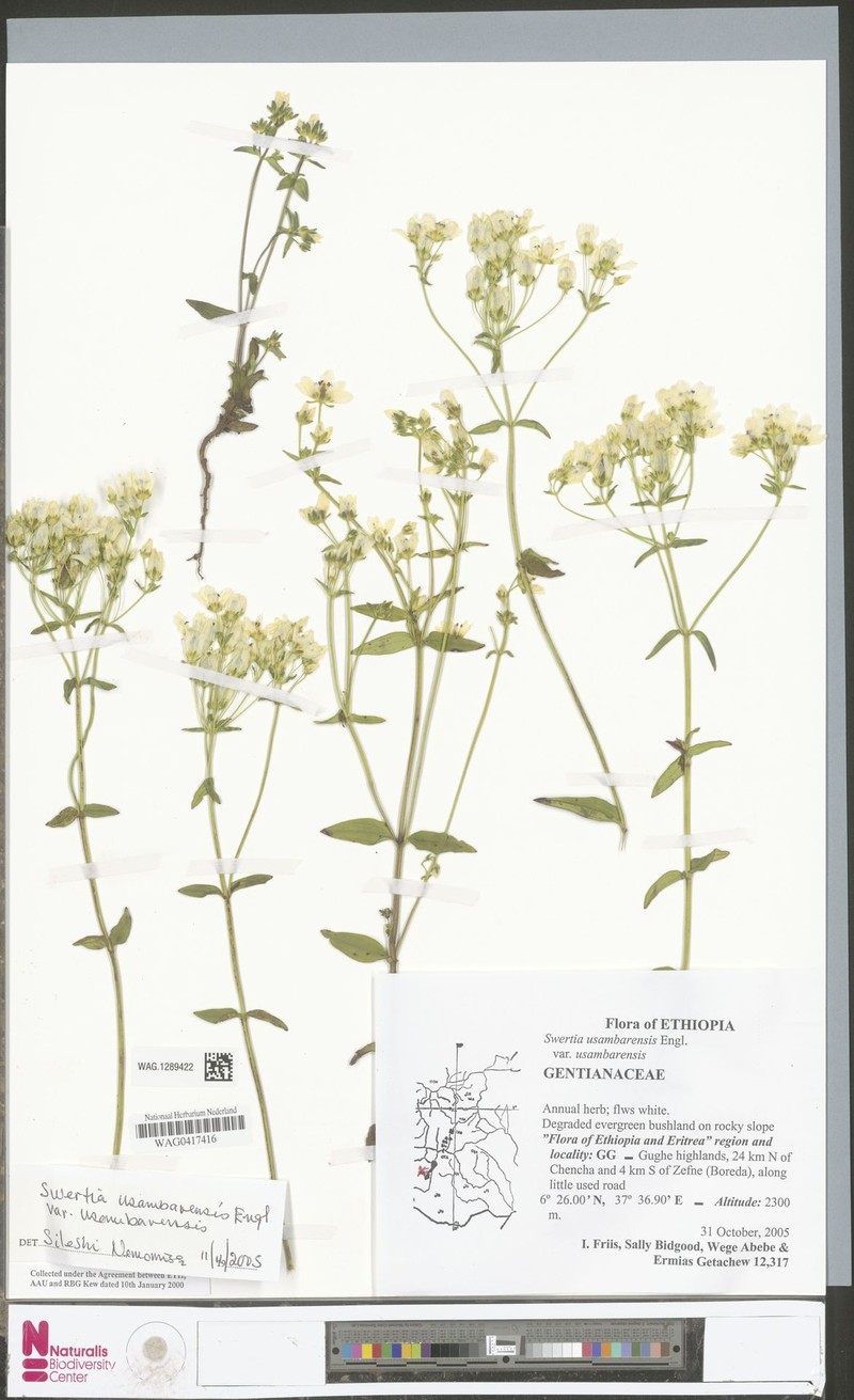 Swertia usambarensis var. usambarensis photo 3