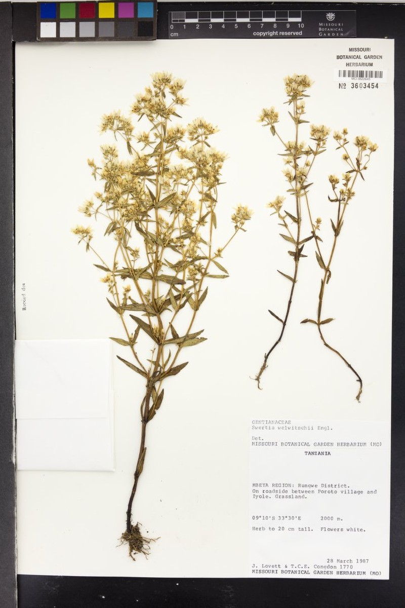 Swertia usambarensis var. usambarensis photo 4